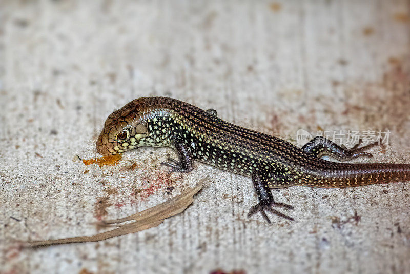 主要Skink (Bellatorias frerei)